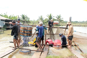 Ngành cá tra nỗ lực vượt khó