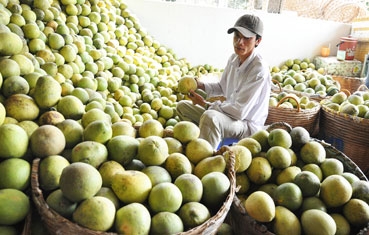 Chuyển đổi cây trồng phát huy hiệu quả kinh tế