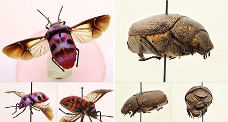 Nỗ lực số hóa và đưa mẫu vật trong bảo tàng lên mạng