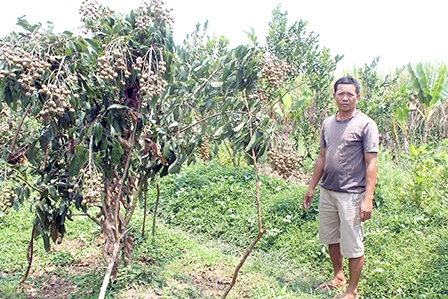Triển vọng phát triển diện tích 
nhãn Ido tại Phong Điền