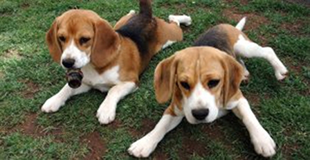 Loài chó nuôi xuất hiện lần đầu tiên tại Trung Á?