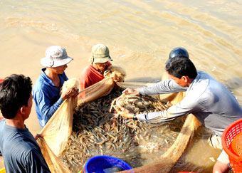 Khắc khoải nguyên liệu sạch