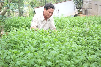 HIỆU QUẢ KINH TẾ HỢP TÁC 
TRONG SẢN XUẤT HOA KIỂNG