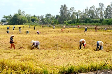 Khởi đầu cho một mô hình nông nghiệp lớn