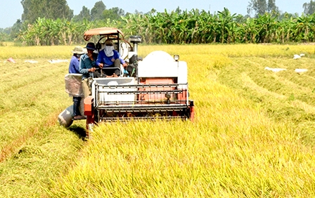 Khởi đầu cho một mô hình 
nông nghiệp lớn