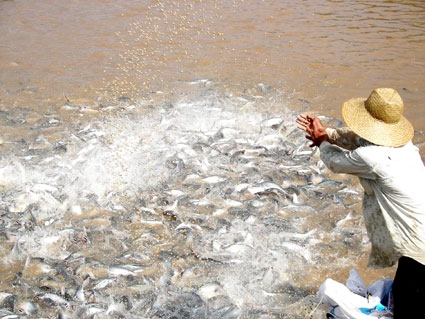 Thủy sản nước ngọt đang ở đâu?