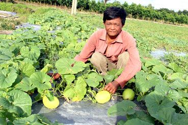 Noi gương Bác cần cù lao động