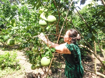 ĐBSCL xây dựng chuỗi giá trị cây ăn trái