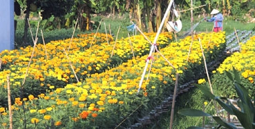 Kéo co Việt Nam trở thành Di sản văn hóa phi vật thể đại diện của nhân loại