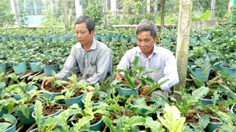 Người trồng hoa bất an vì thời tiết bất thường