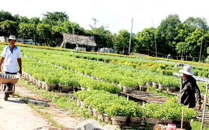 Đảm bảo nguồn hàng phục vụ Tết