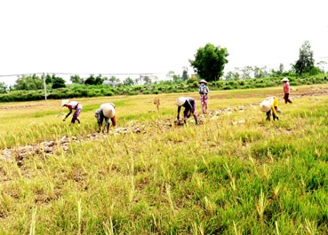 Nông dân Tân Phú Đông bị thiệt hại nặng