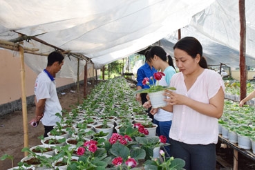 Phát triển bền vững làng hoa Sa Đéc