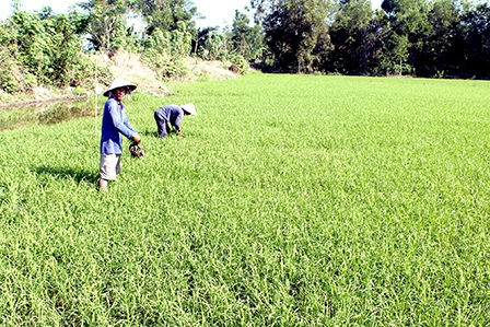 Nỗ lực đảm bảo thắng lợi vụ đông xuân