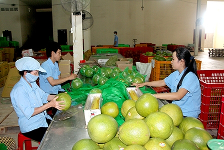 Để trái cây và cá tra ĐBSCL
xuất khẩu tốt hơn