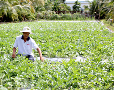 Hướng đến
nhân rộng sản xuất rau màu an toàn