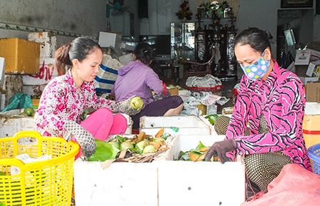 Nông dân trồng vú sữa bán được giá cao