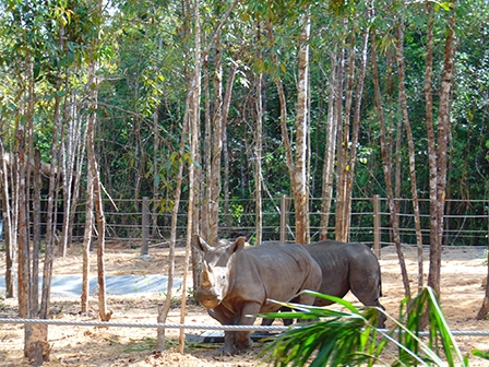 Vinpearl Safari lớn nhất Việt Nam mở cửa đón khách