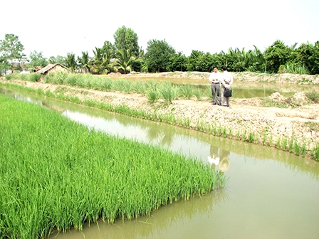 “Lúa thơm, tôm sạch”