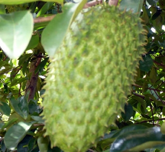 Mất mùa, mãng cầu xiêm sẽ khan hiếm trong dịp Tết?