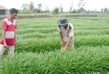 Tạo “chỗ đứng” cho sản phẩm 
 nông nghiệp an toàn