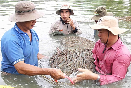 “Bơm vốn” để cứu con tôm