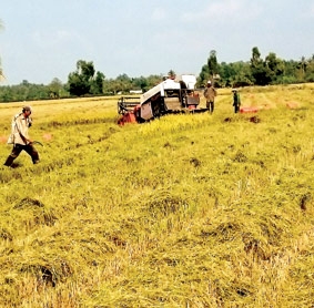 Giá lúa đông xuân sớm cao hơn so với cùng kỳ