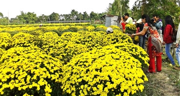 Những miền Tết sớm