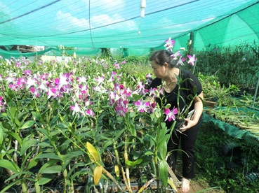 Để sở hữu chậu lan bền và đẹp