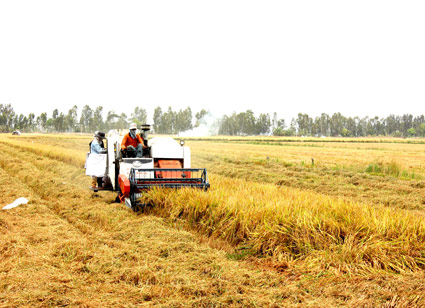 Chuyển dịch cơ cấu nông nghiệp theo hướng sản xuất hàng hóa