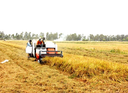 Chuyển dịch cơ cấu nông nghiệp theo hướng sản xuất hàng hóa