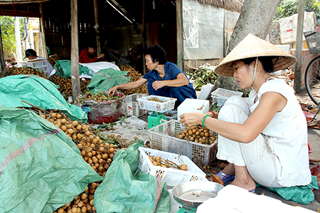 Một số loại nhãn, chôm chôm giá giảm mạnh