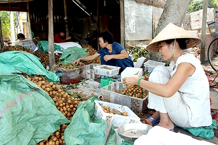 Một số loại nhãn, chôm chôm giá giảm mạnh