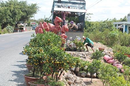 Sắc xuân <br>
TỪ VƯỜN RA PHỐ