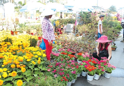 Độc đáo hoa kiểng Tết
