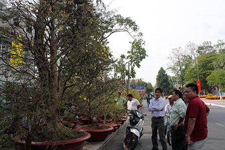 Hoa kiểng đa dạng về chủng loại, giá ít biến động