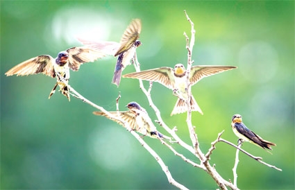 Những cánh én dệt đời nên xuân...