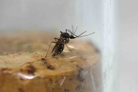 WHO “BẬT ĐÈN XANH” SỬ DỤNG
“VŨ KHÍ MỚI” CHỐNG VI-RÚT ZIKA