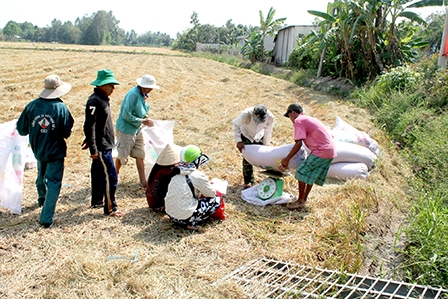 Lúa đông xuân dễ tiêu thụ