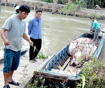 Người chăn nuôi nhỏ lẻ ngại tái đàn
