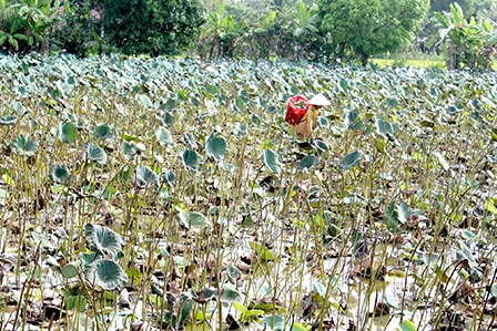 Gương sen giảm giá, người trồng sen không có lời