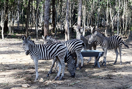 Sự thật về Vườn thú Vinpearl Safari