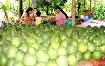 Phát triển thương hiệu bưởi lông Cổ Cò