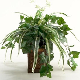 Cây xanh trong nhà  "đơn thuốc" cho cuộc sống lành mạnh