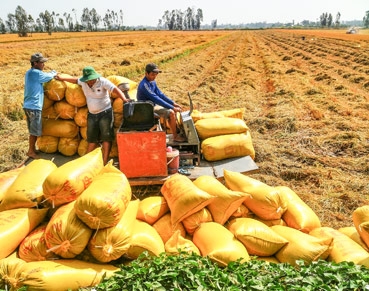 Niềm vui từ cánh đồng lớn