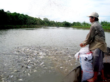 Người nuôi cá tra lỗ nặng;
sửa nghị định bị “cản bước”?