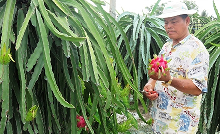 Làm giàu nhờ xử lý 
thanh long nghịch vụ