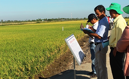 CHỌN TẠO GIỐNG LÚA THÍCH ỨNG VỚI HẠN MẶN