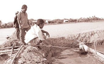 Mùa artemia thuận cho người dân xứ biển