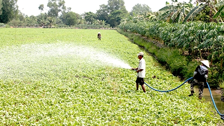Chủ động đẩy mạnh chuyển đổi cơ cấu cây trồng, 
không để đất sản xuất bị bỏ phí